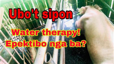 gamot sa sipon ng baboy